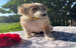 Shetland Sheepdog dogs for sale: Calvin - Image 4