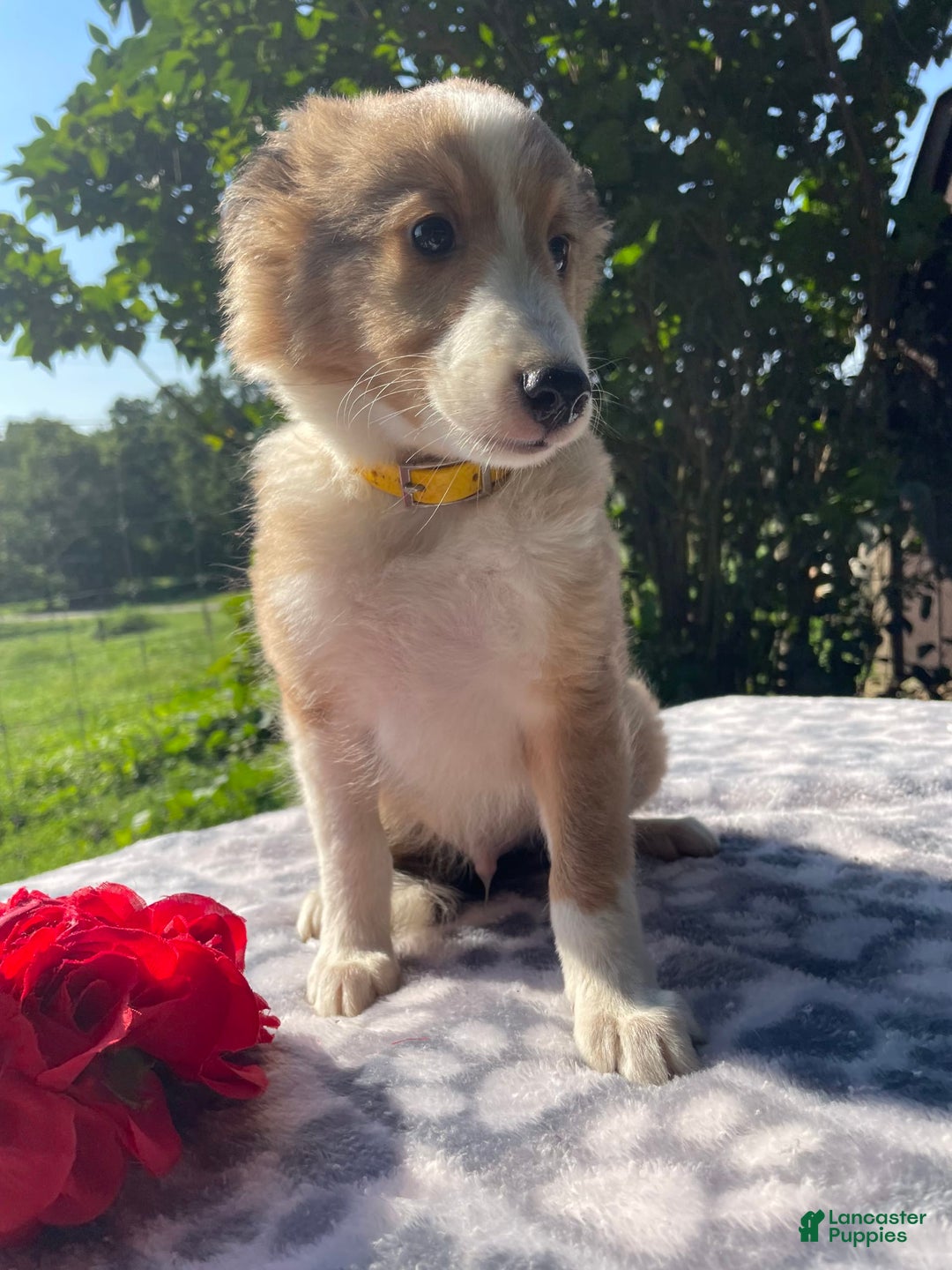 Shetland Sheepdog dogs for sale: Calvin - Image 4