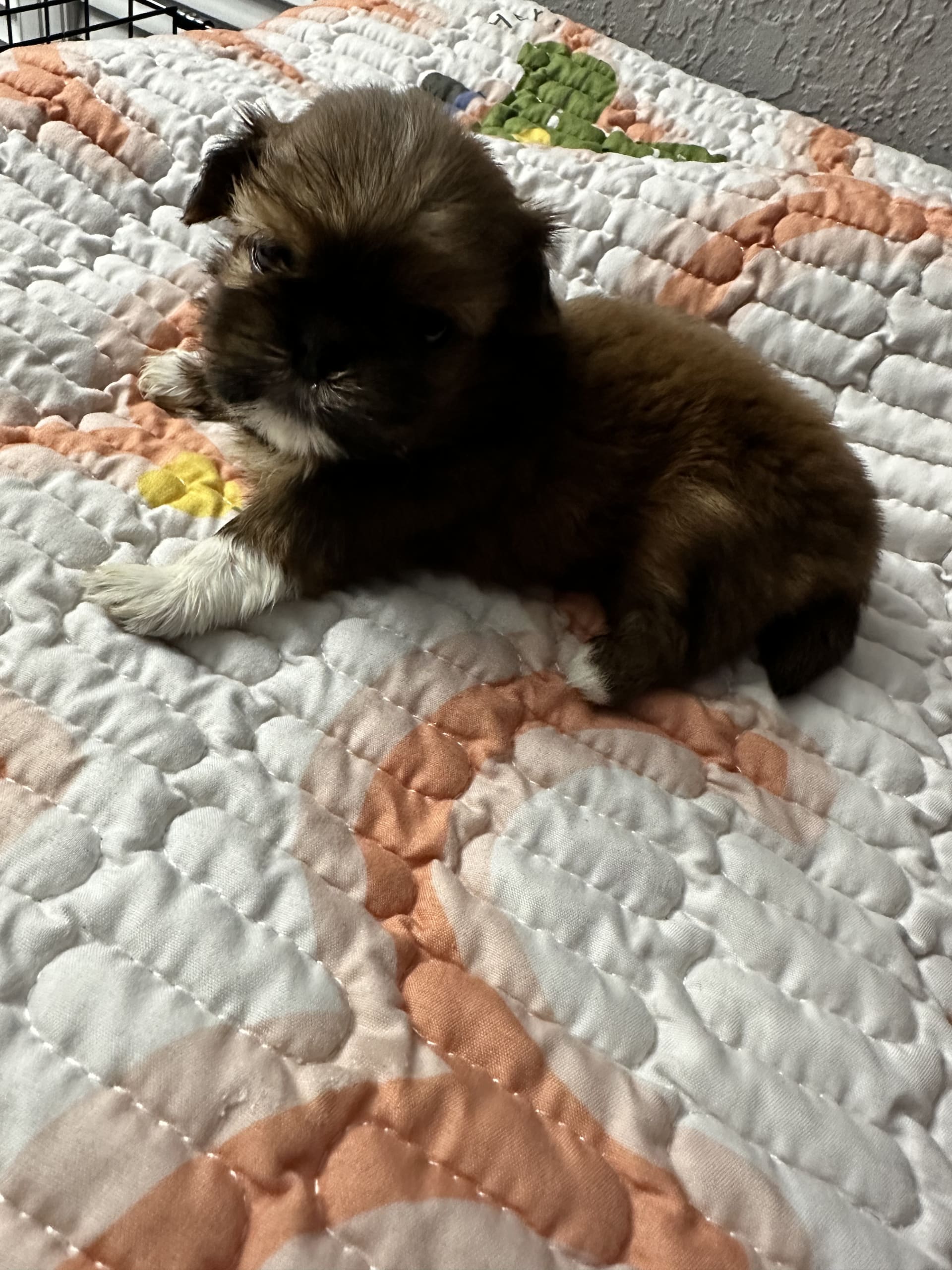 Shih Tzu dogs for sale: Eve - Image 3