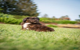 Goldendoodle dogs for sale: Shooter - Image 5