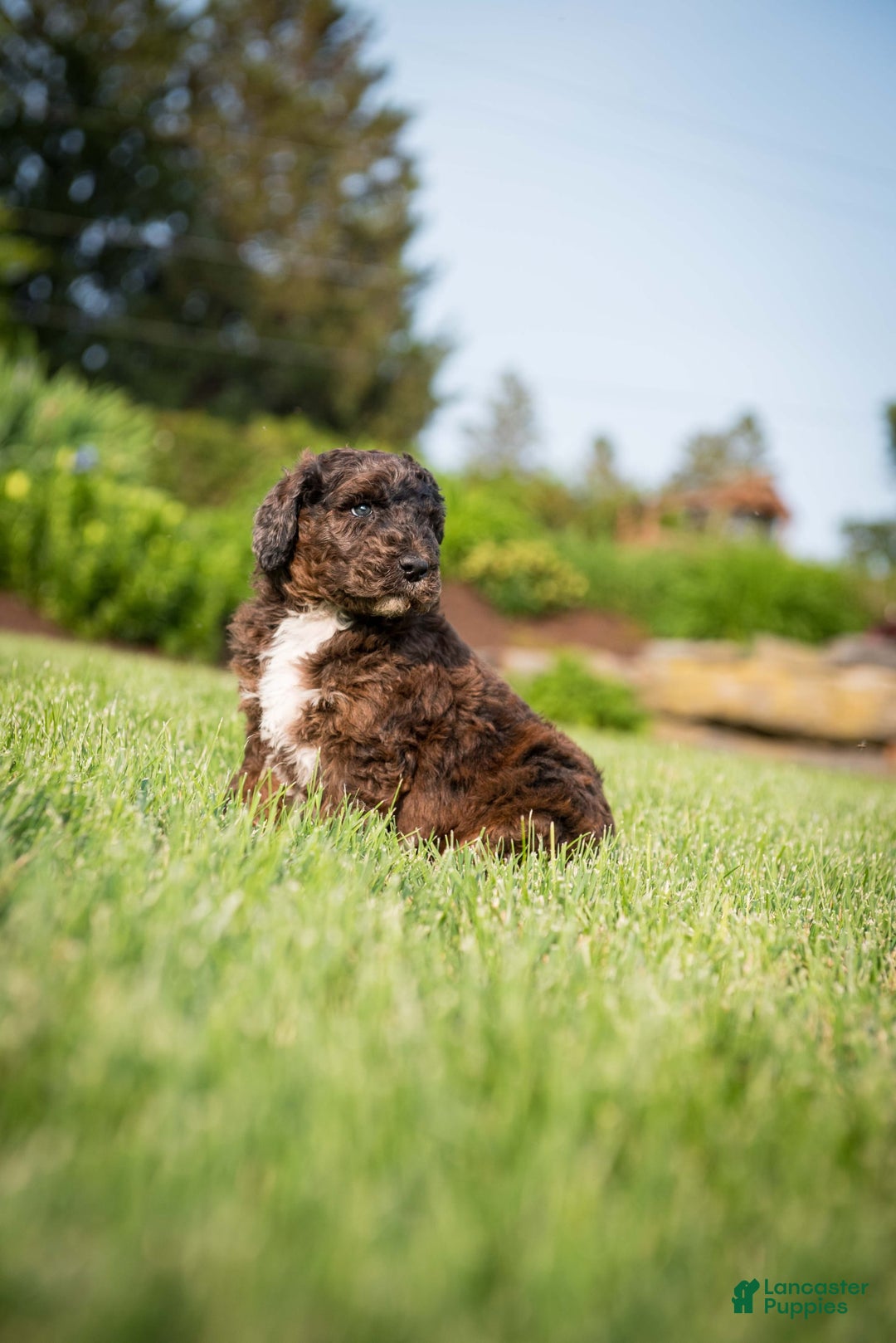Goldendoodle dogs for sale: Shooter - Image 5