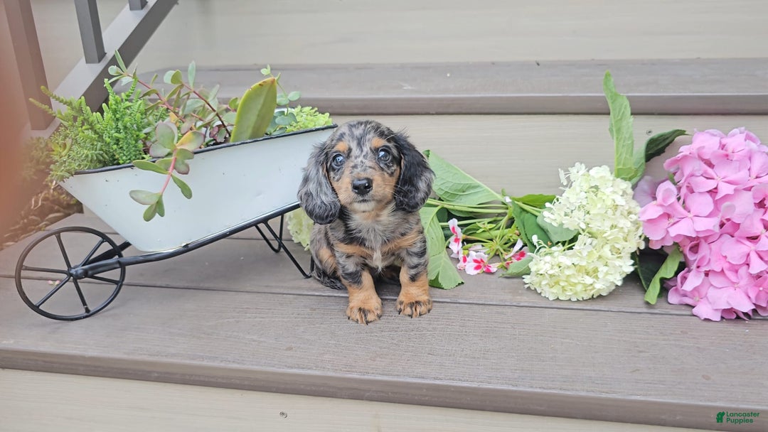 Miniature Dachshund dogs for sale: Flint - Image 3
