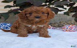 Cavapoo dogs for sale: Darla - Image 9
