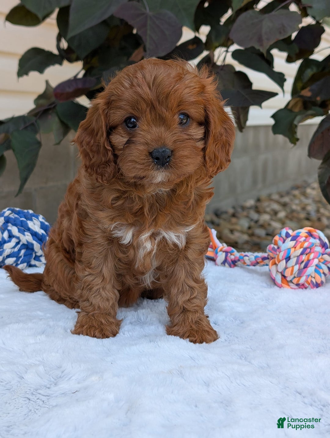 Cavapoo dogs for sale: Darla - Image 9