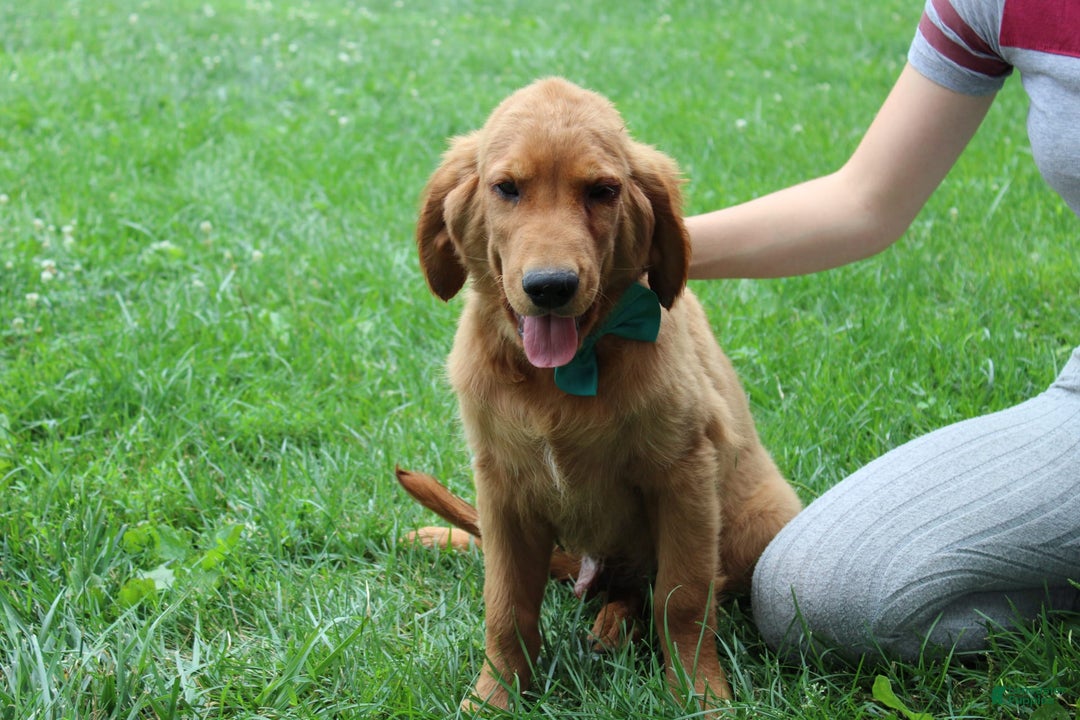 Golden Retriever dogs for sale: Gunther - Image 18