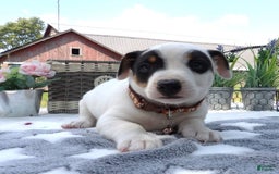 Jack Russell Terrier dogs for sale: Buster - Image 1
