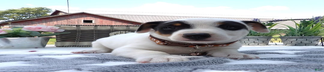 Buster
