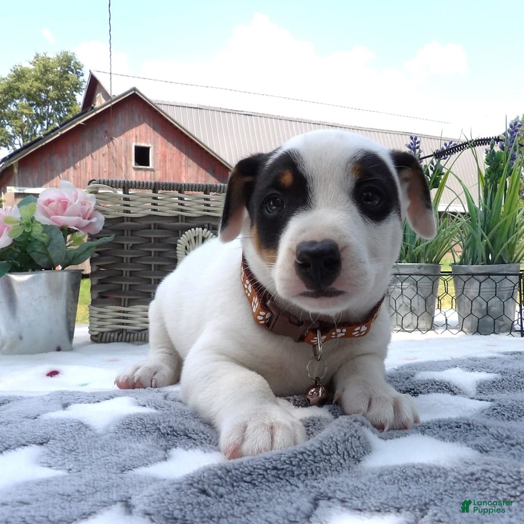 Jack Russell Terrier dogs for sale: Buster - Image 1
