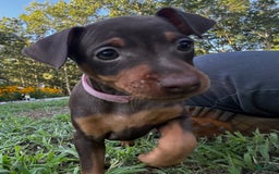 Miniature Pinscher dogs for sale: Ophelia - Image 3