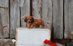Miniature Dachshund dogs for sale: Rosie - Image 1
