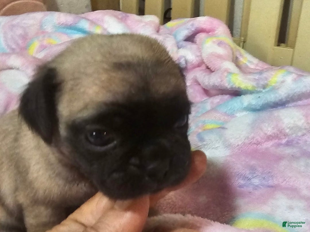 Pug dogs for sale: Shilo - Image 10