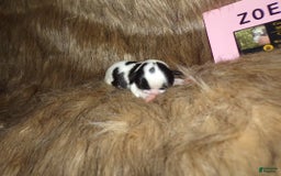 Shih Tzu dogs for sale: Zoey - Image 3