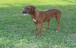 Rhodesian Ridgeback dogs for sale: Blaze - Image 10