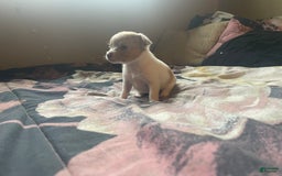 Chihuahua dogs for sale: Bia - Image 4