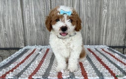 Mini Goldendoodle dogs for sale: Debbie - Image 11