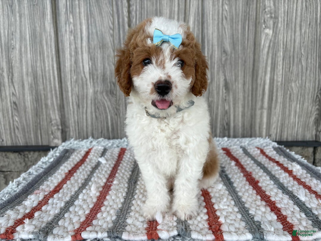Mini Goldendoodle dogs for sale: Debbie - Image 11