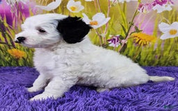  dogs for sale: Whitney - Image 8