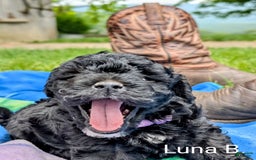 Mini Bernedoodle dogs for sale: Luna B. - Image 11