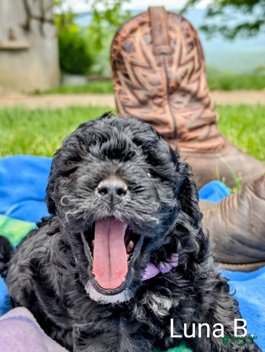 Mini Bernedoodle dogs for sale: Luna B. - Image 11