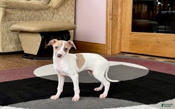 Italian Greyhound dogs for sale: Cindy - Image 8