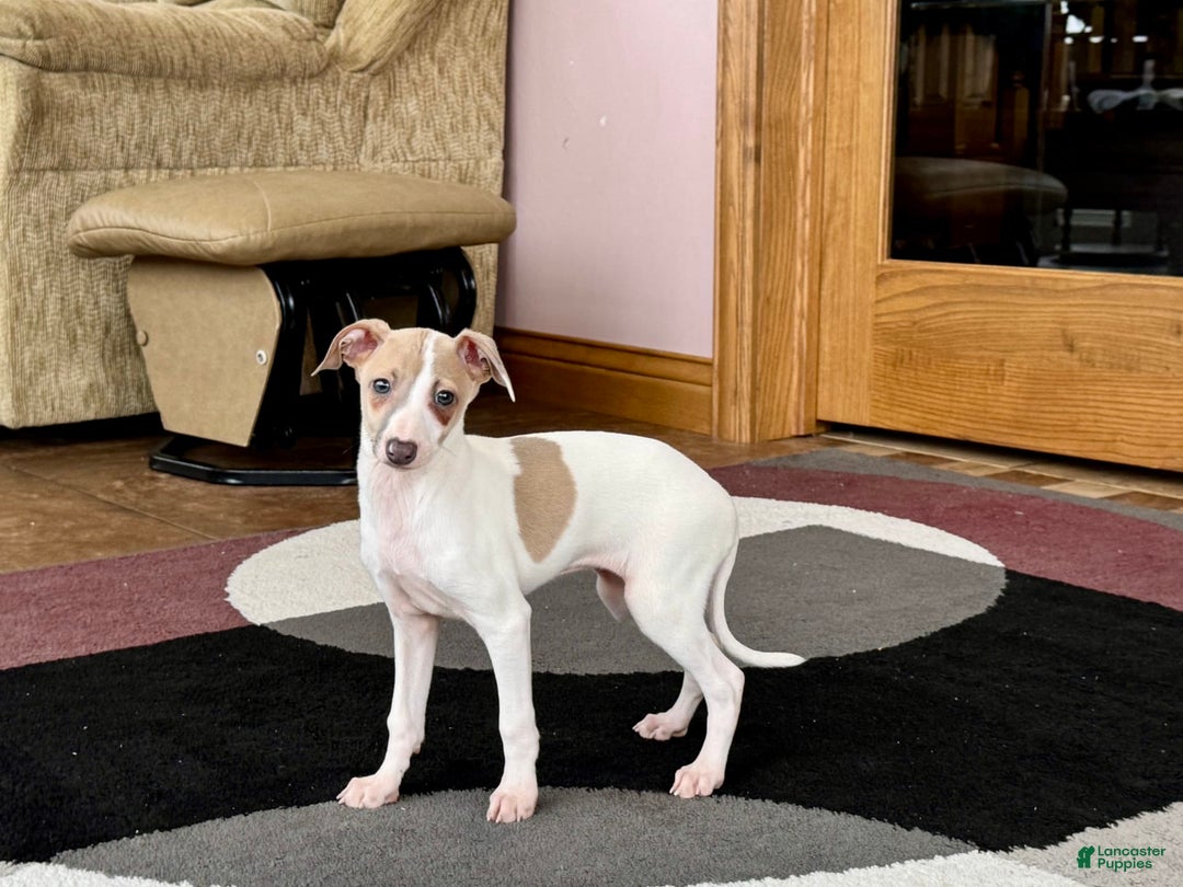 Italian Greyhound dogs for sale: Cindy - Image 8