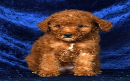 Mini Goldendoodle dogs for sale: Daisy - Image 8