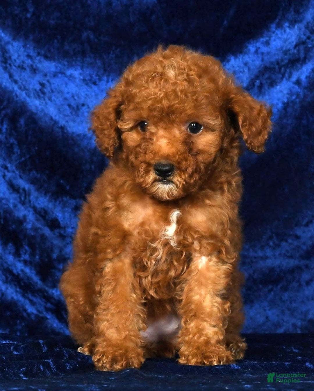 Mini Goldendoodle dogs for sale: Daisy - Image 8