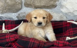 Golden Retriever dogs for sale: Sandy - Image 7