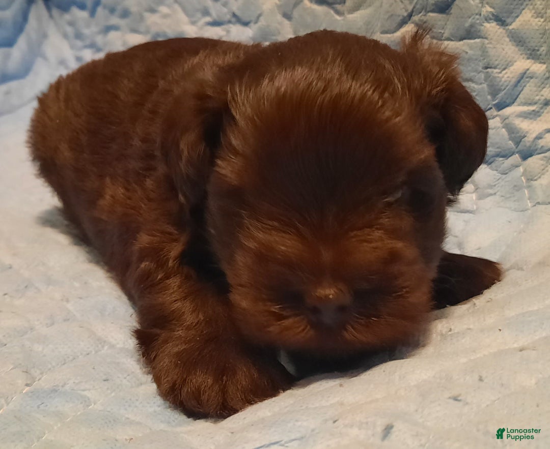 Miniature Schnauzer dogs for sale: Boy1 - Image 17
