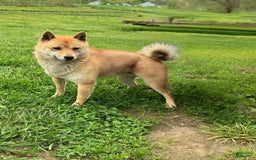Shiba Inu dogs for sale: Larry - Image 68