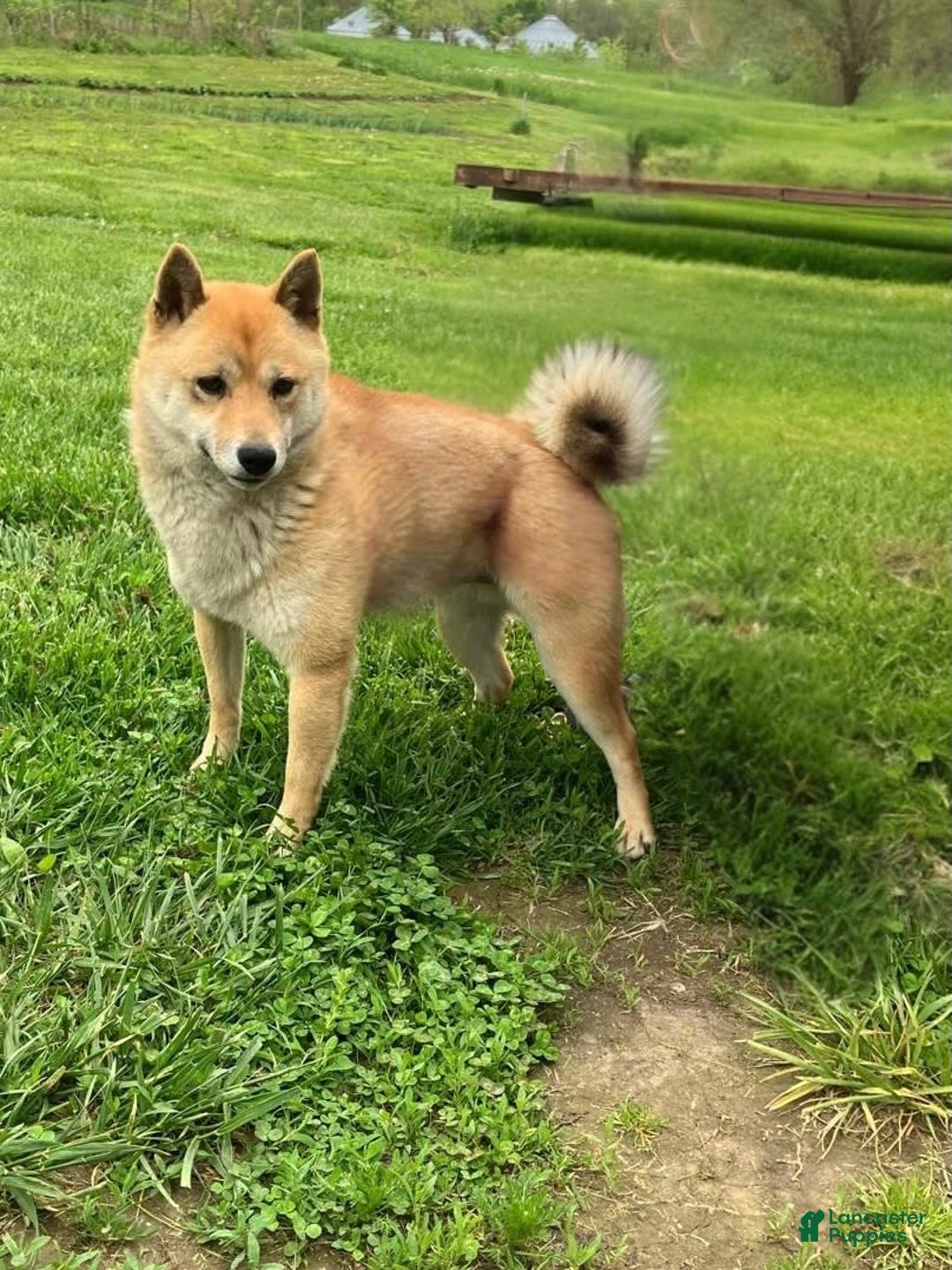 Shiba Inu dogs for sale: Larry - Image 68