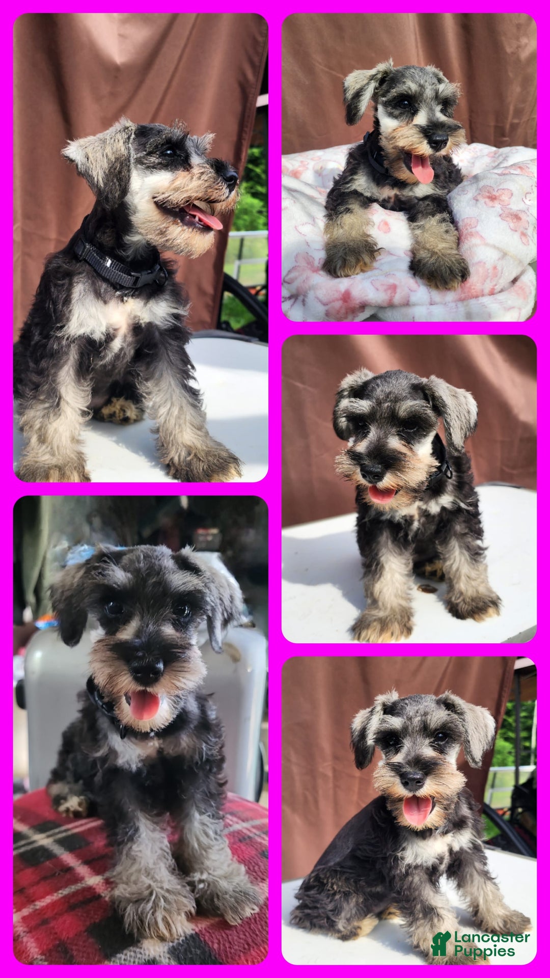 Miniature Schnauzer dogs for sale: Piper - Image 1