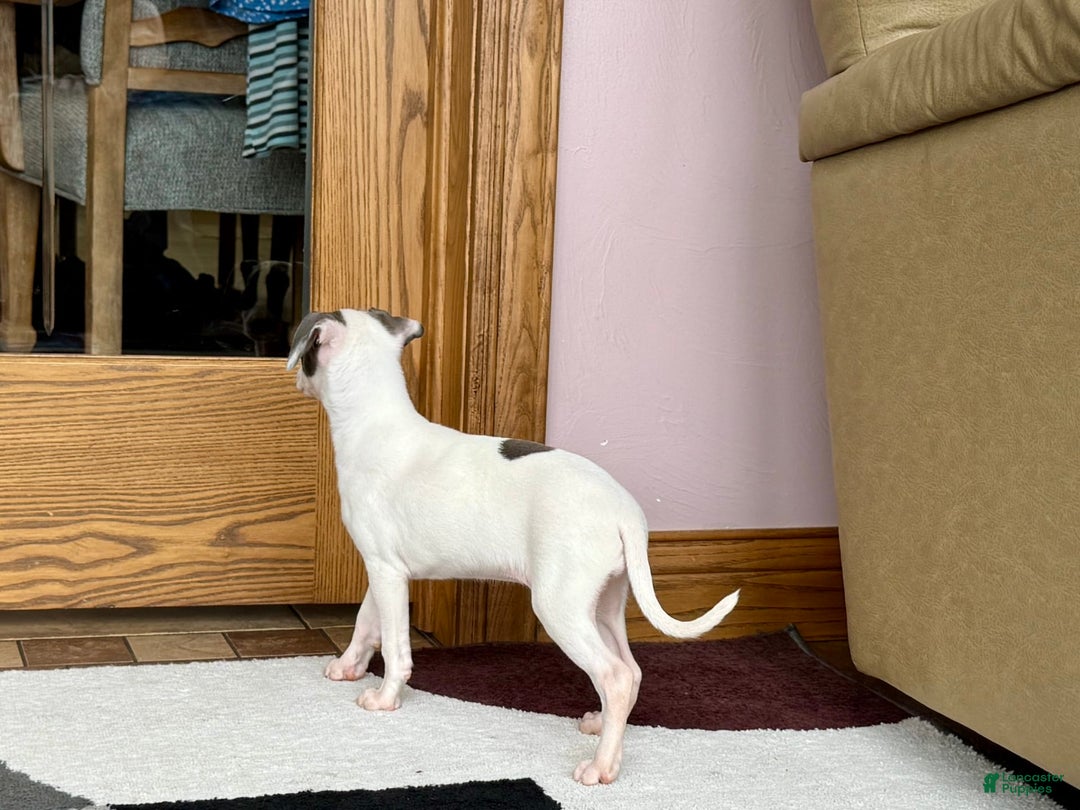 Italian Greyhound dogs for sale: Charity - Image 2
