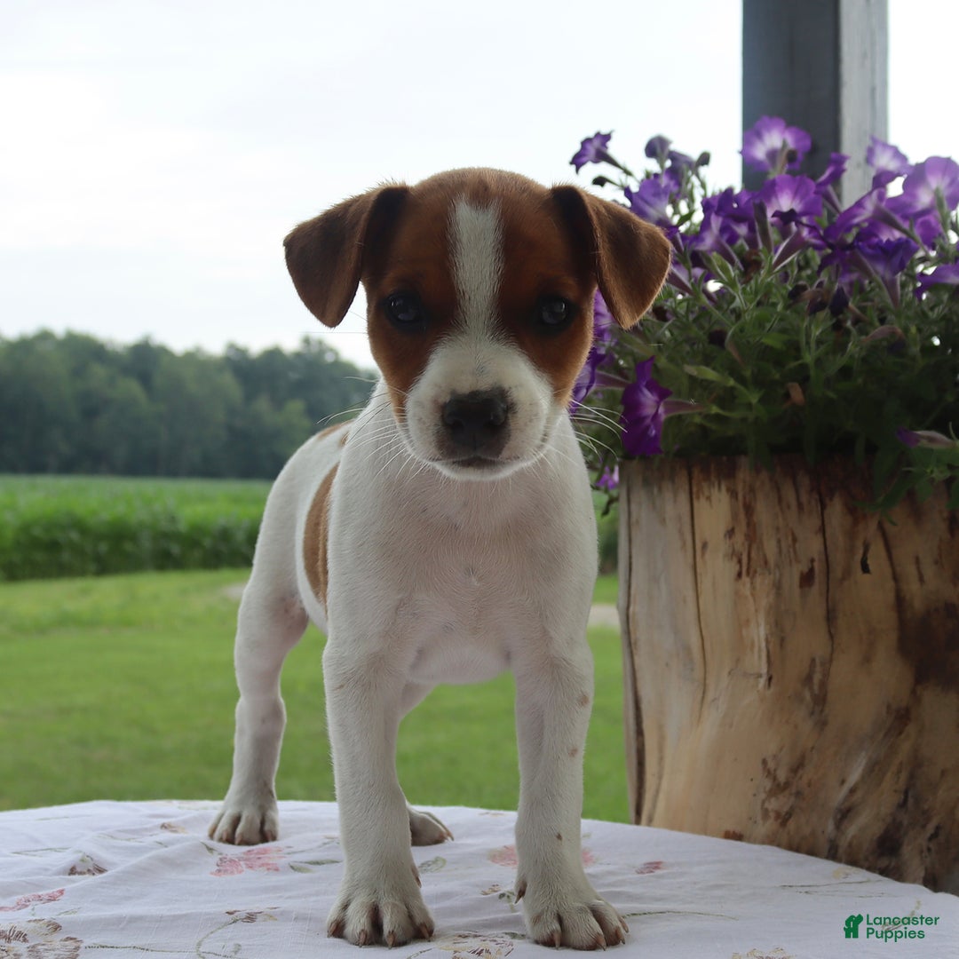 Jack Russell Terrier dogs for sale: Rusty - Image 1
