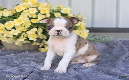 Boston Terrier dogs for sale: Herbert - Image 6