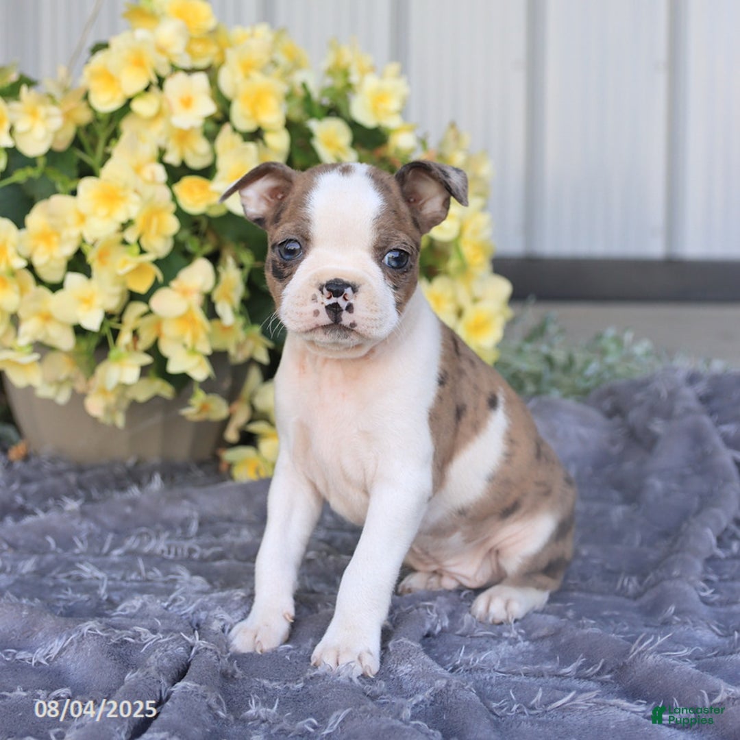 Boston Terrier dogs for sale: Herbert - Image 6