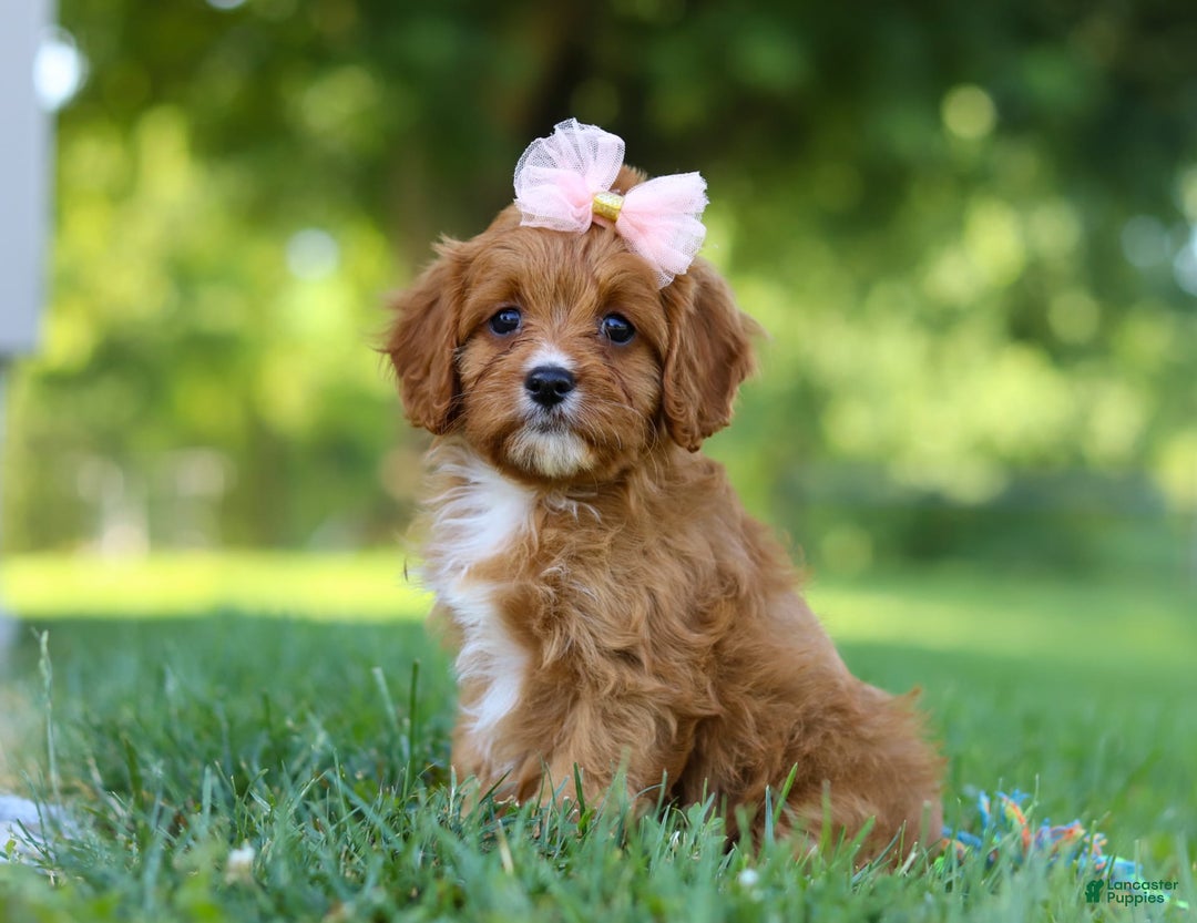 Cavapoo dogs for sale: Cavapoo 4 puppies - Image 27