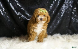Toy Poodle dogs for sale: Flynn - Image 3