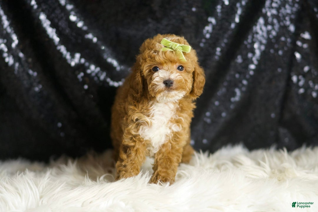 Toy Poodle dogs for sale: Flynn - Image 3