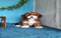 Havanese dogs for sale: Lilly - Image 8