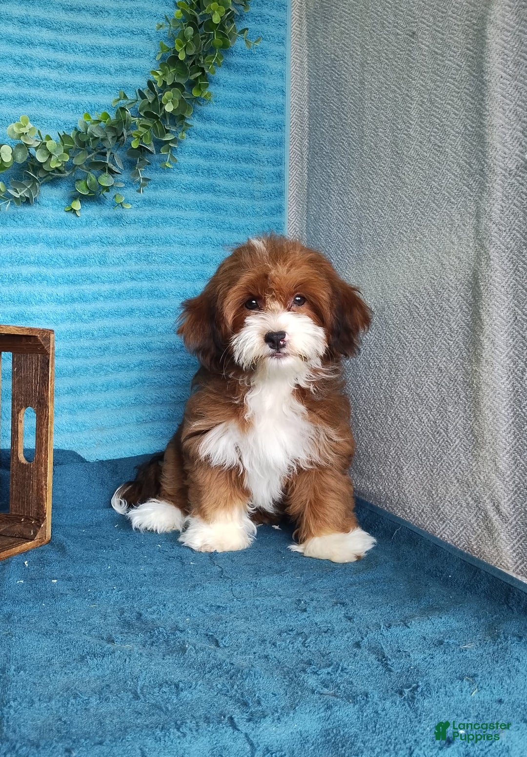 Havanese dogs for sale: Lilly - Image 8