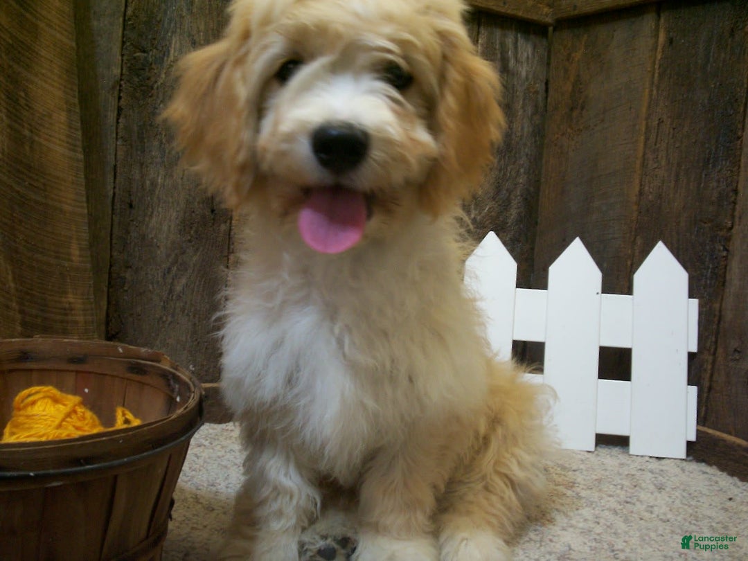 Cavachon dogs for sale: Dexter - Image 6