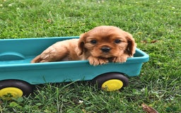 Cavalier King Charles Spaniel dogs for sale: Reba - Image 6