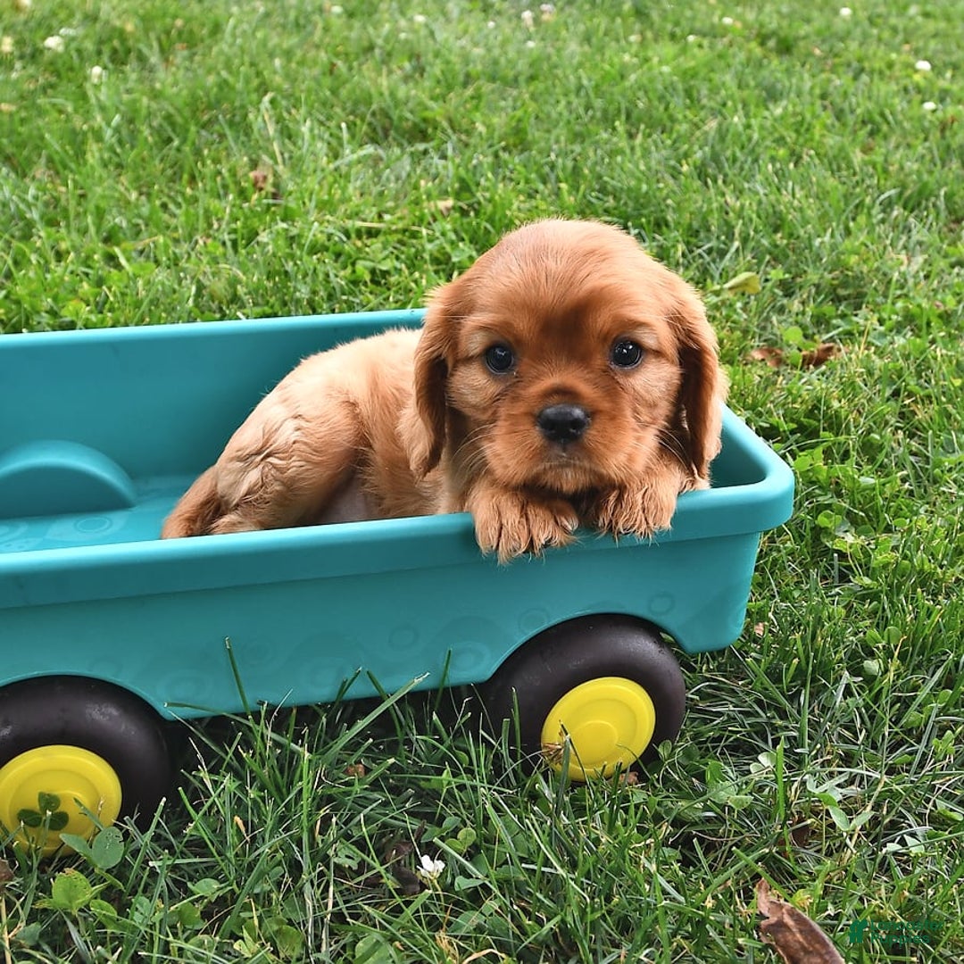 Cavalier King Charles Spaniel dogs for sale: Reba - Image 6