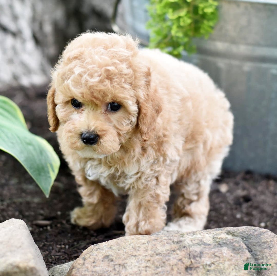 Toy Poodle dogs for sale: Tinkerbell - Image 12