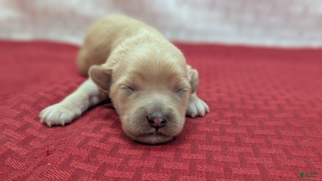 Cockapoo dogs for sale: Nadine - Image 17