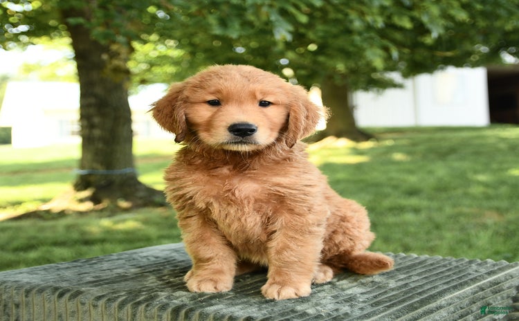Golden Retriever dogs - Advert 18