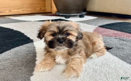 Lhasa Apso dogs for sale: Loki - Image 1