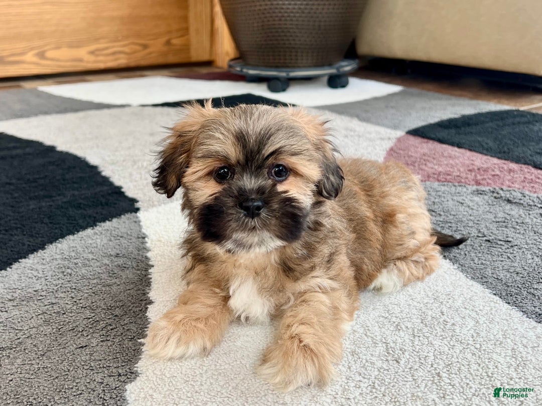 Lhasa Apso dogs for sale: Loki - Image 1