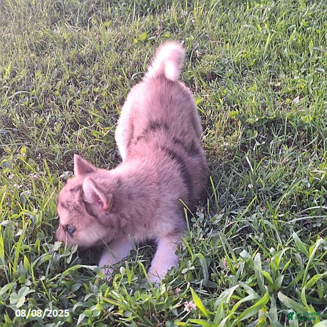 Gerberian Shepsky dogs for sale: Bella - Image 2